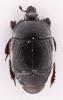 Margarinotus ignobilis